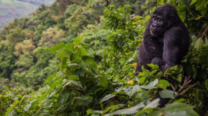 What Is Unique About Bwindi’s Impenetrable National Park?