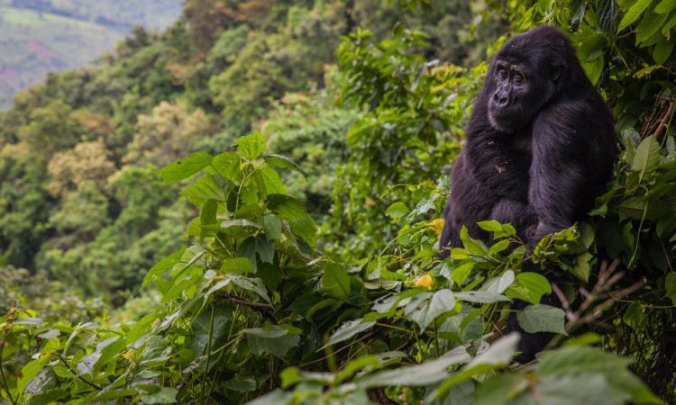 What is unique about Bwindi’s impenetrable national park?