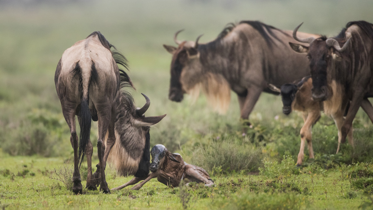 What month do wildebeest give birth?