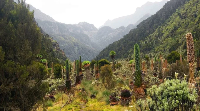 What Plants Are In Kibale National Park?