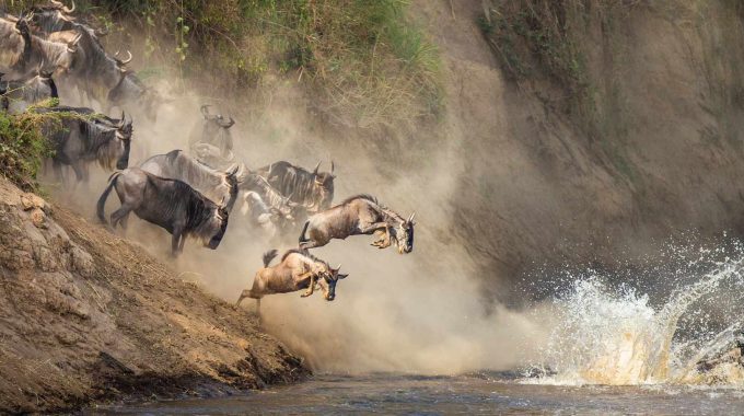 What Triggers Wildebeest Migration?