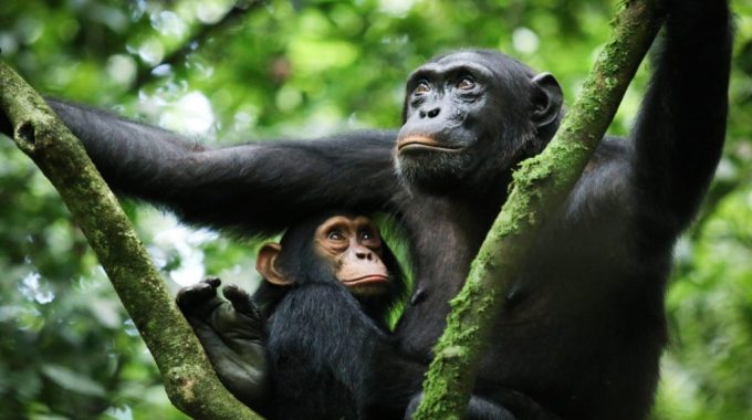 Where Can A Tourist Go For Chimpanzee Trekking In Uganda?