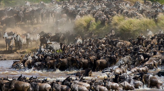 Where Does The Wildebeest Migration Start And End?