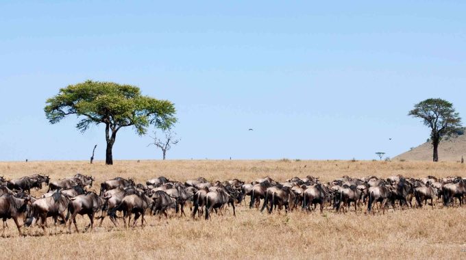 Where Is The Best Place To See The Great Migration In Kenya?