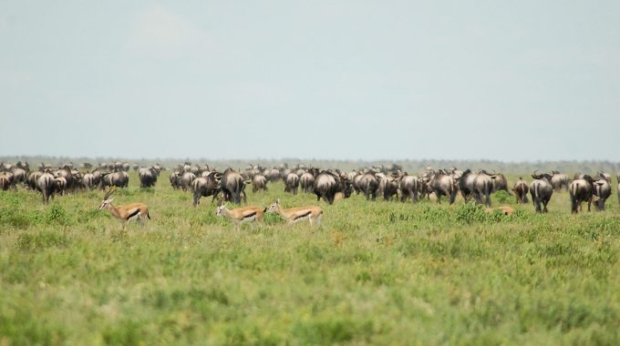 Which Is Better Serengeti Or Ngorongoro?