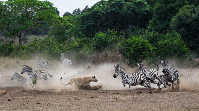 Which Part Of Masai Mara Is Best?