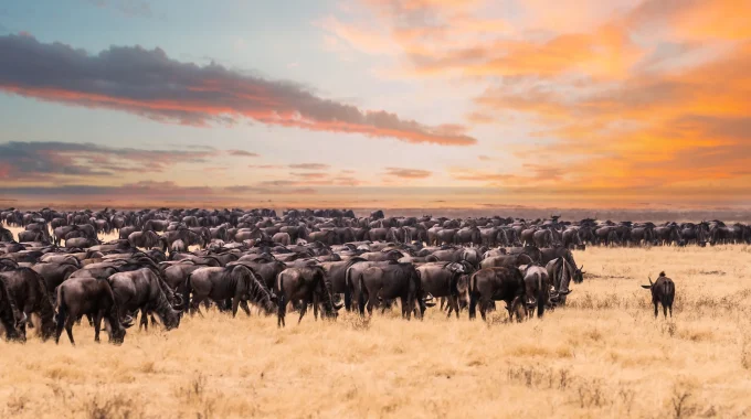 Which Site In Tanzania Is Famous For Its Annual Migration Of Over 1.5 Million Wildebeest And 250000 Zebras?