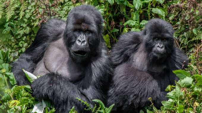 Which Tourist Attraction Is Found In Bwindi National Park?