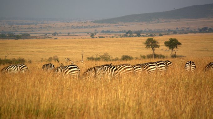 Who Owns Masai Mara?