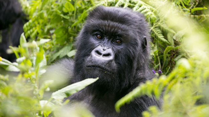 Are Gorilla Monkeys? – Are Gorillas Primates?