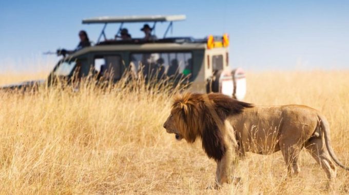 Best East African Country For Wildlife Safari