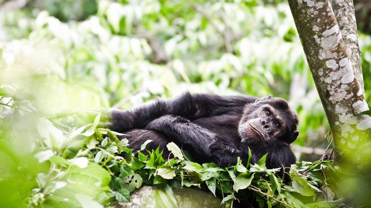 In which African country is Mgahinga Gorilla National Park?
