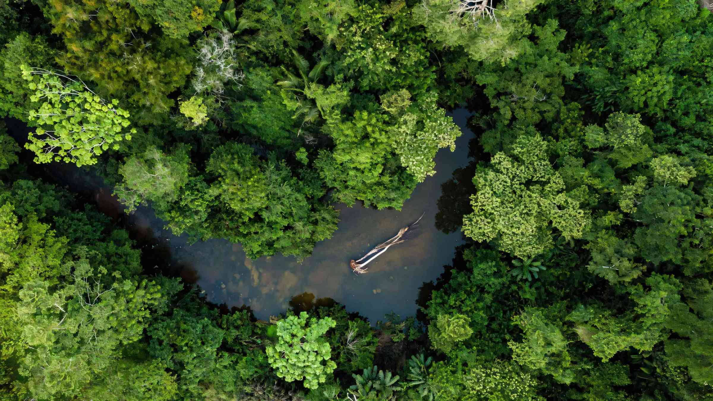 What is the biggest forest in the world?