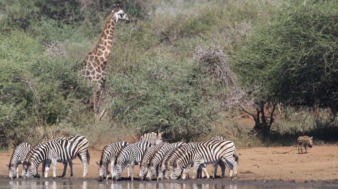 How Much Does It Cost Kruger National Park?