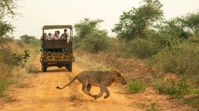 How Much Is A Game Drive In Kidepo National Park?