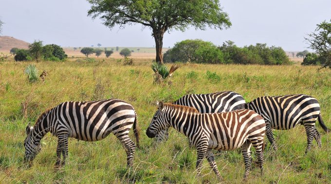 What Animals Are In Kidepo?