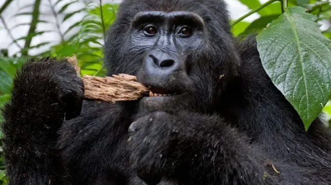 What Is The Smallest National Park In Uganda?