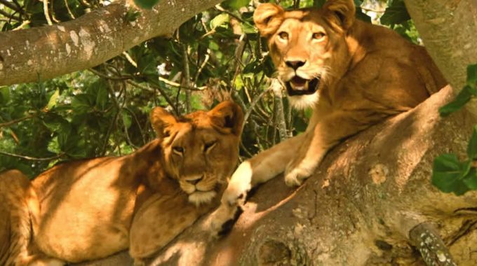 Which Game Park Is Famous For Lions In Uganda?