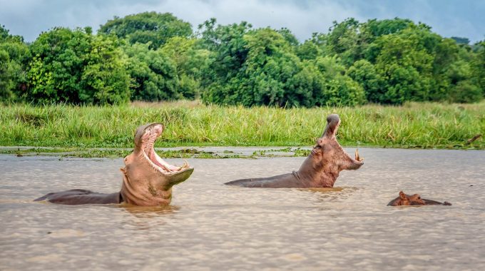 Which National Park Is Famous For Hippos In Uganda?