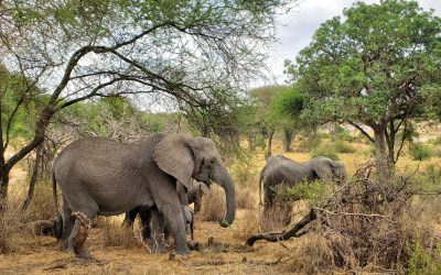 Explore The Best 7-day African Safari Tours Under $2000! Discover Affordable Safaris In South Africa, Namibia, Botswana, And Beyond. Book Your Dream Safari Now.