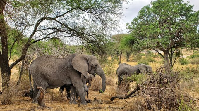Explore The Best 7-day African Safari Tours Under $2000! Discover Affordable Safaris In South Africa, Namibia, Botswana, And Beyond. Book Your Dream Safari Now.