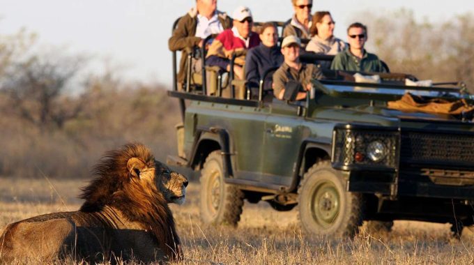 A Day On Safari In South Africa: A Complete Guide To Your Safari Adventure