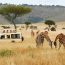 Best Tour Operator In Uganda