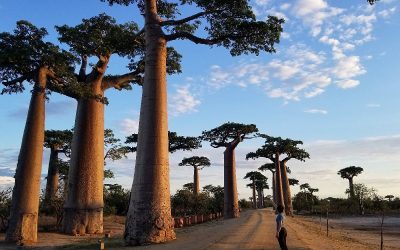 Explore Madagascar’s Diverse Safari Regions—from Rainforests And Spiny Deserts To Coral Islands And Baobab-lined Landscapes. Discover The Best Places For Lemurs, Marine Life, And Adventure In This Expert Travel Guide.