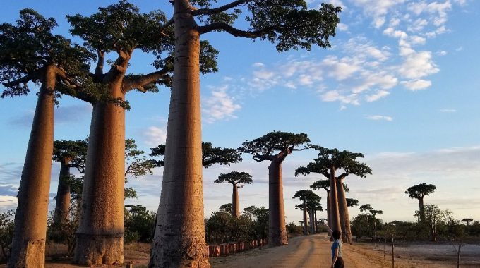 Explore Madagascar’s Diverse Safari Regions—from Rainforests And Spiny Deserts To Coral Islands And Baobab-lined Landscapes. Discover The Best Places For Lemurs, Marine Life, And Adventure In This Expert Travel Guide.