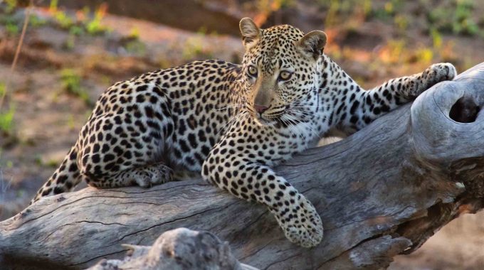 The Best Time To Go On Safari In South Africa