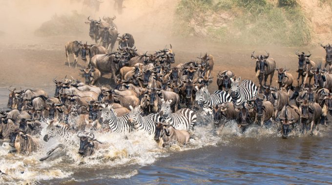 Discover The Great Migration In Africa & Other Epic Animal Migrations