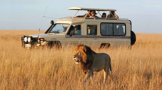 Best Safari In Africa For First-Time Visitors: Ultimate Guide For 2025