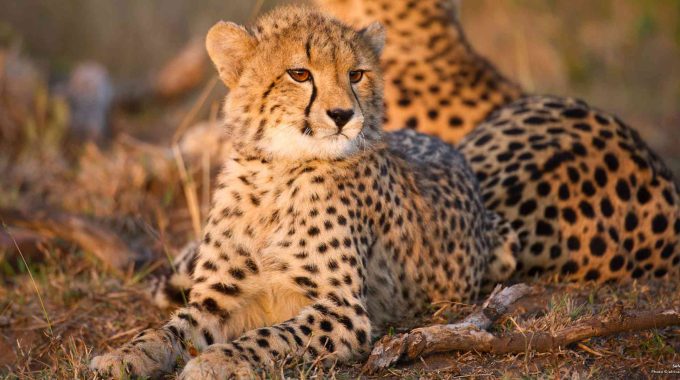 Discover The Best Safaris In Africa For 2025, From South Africa's Big 5 Adventures To Rwanda's Gorilla Trekking And Botswana's Luxury Wilderness Escapes.