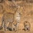 Best Time To Visit Kruger National Park: Complete 2025 Safari Guide