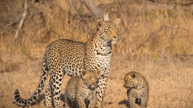 Best Time To Visit Kruger National Park: Complete 2025 Safari Guide
