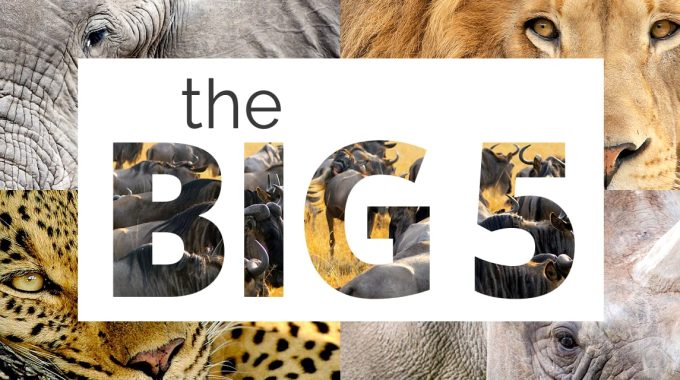 Big Five Kenya Safaris