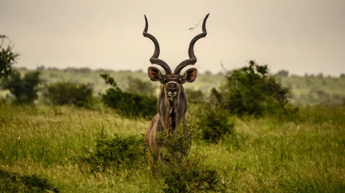 Best Short Cape Town Safari Tours