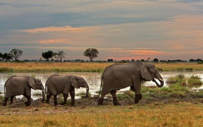 The Most Popular FAQs About African Safari Animals – Answered