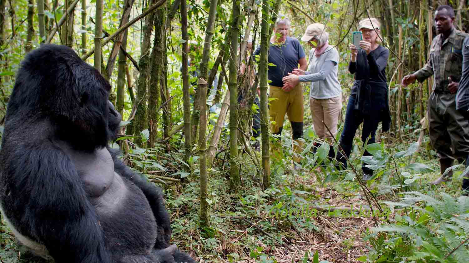 Travellers Observe gorillas on a Gorilla trekking safari