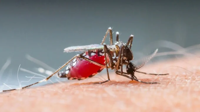 Best Time For Malaria-free Safaris In Africa