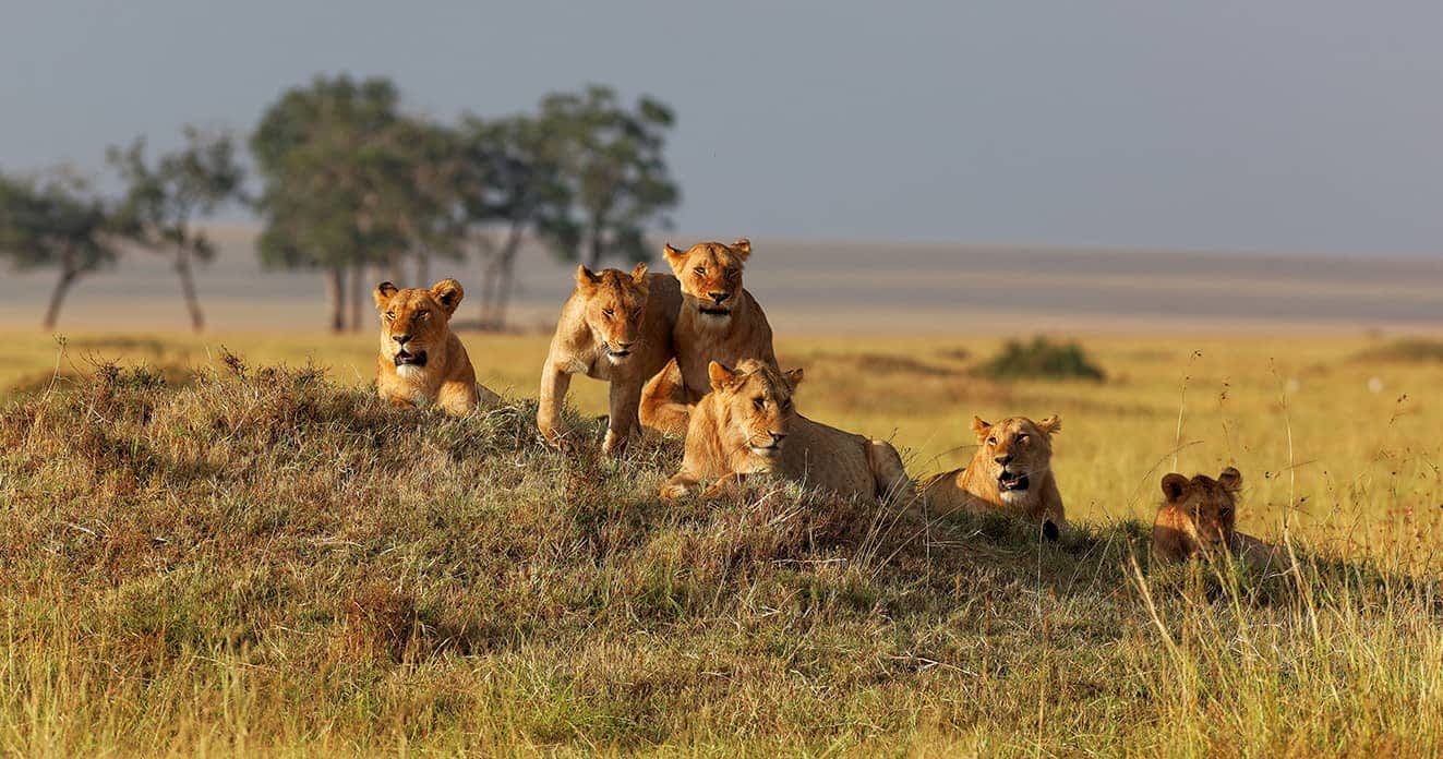 Masai Mara vs Serengeti: Which Offers the Best Safari in Africa?