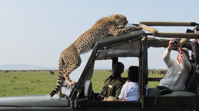 How Much Does A Tanzania Safari Cost