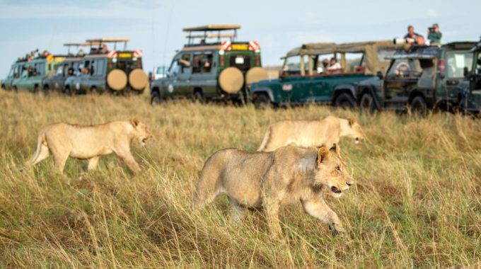What Is A Safari In Africa?