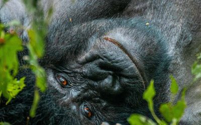 Why Mountain Gorillas Are Endangered