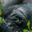 Why Mountain Gorillas Are Endangered