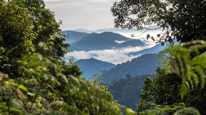 From Uganda’s Bwindi To Gabon’s Ivindo And Tanzania’s Udzungwa, Explore The 10 Best African Forests For Gorilla Trekking, Birdwatching, And Hiking Trails.