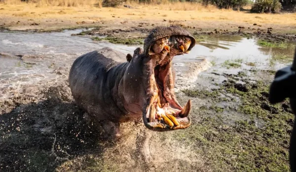 Explore Africa’s Most Powerful And Dangerous Aquatic Animals—from Deadly Hippos And Crocodiles To Electric Catfish, Bull Sharks, And Venomous Stonefish. Discover What Makes These Creatures So Feared And Where To See Them In The Wild.
