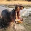 Explore Africa’s Most Powerful And Dangerous Aquatic Animals—from Deadly Hippos And Crocodiles To Electric Catfish, Bull Sharks, And Venomous Stonefish. Discover What Makes These Creatures So Feared And Where To See Them In The Wild.