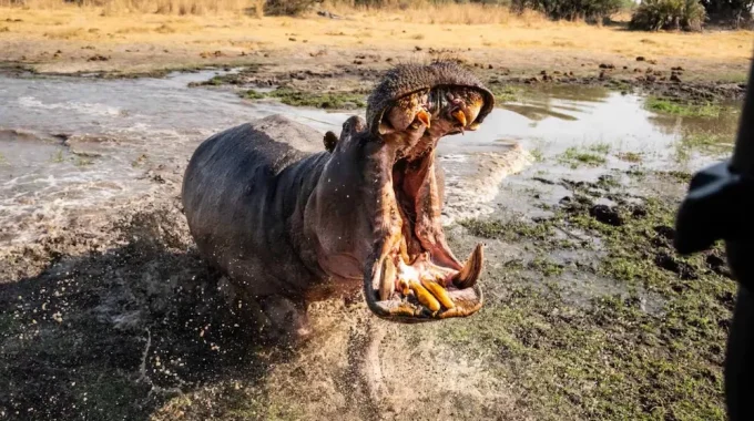 Explore Africa’s Most Powerful And Dangerous Aquatic Animals—from Deadly Hippos And Crocodiles To Electric Catfish, Bull Sharks, And Venomous Stonefish. Discover What Makes These Creatures So Feared And Where To See Them In The Wild.