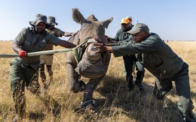 120 Southern White Rhinos Rewilded To Greater Kruger By African Parks. Discover This Historic Conservation Effort And What It Means For Africa’s Rhino Future.